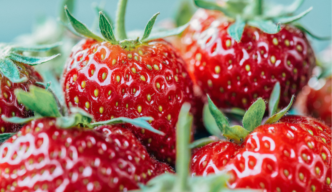 Cultiver des fraises sur le balcon : conseils de culture, variétés et plantation