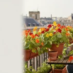 Capucines en pot: fleurs comestibles et utiles au balcon - Image de couverture